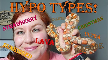 HYPO Types!! Corn Snake Morph Deep Dive #6