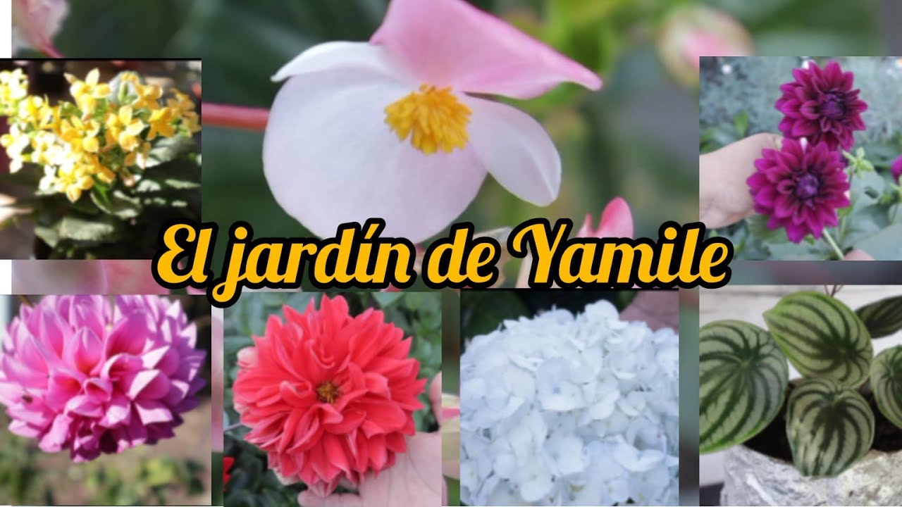 EL JARDIN DE YAMILE 🌸🌺 TOUR POR ESTE HERMOSO LUGAR 😍