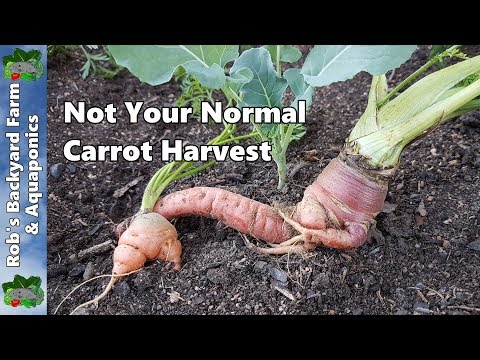 Vidéo: Split Carrot Root - Raisons pour lesquelles les carottes craquent