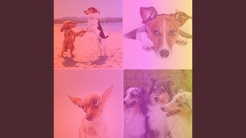 Pulsating Backdrops for Lonely Dogs