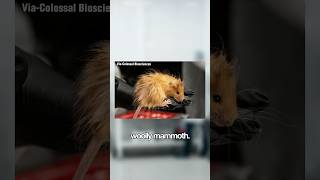 Scientists Created The Woolly Mouse