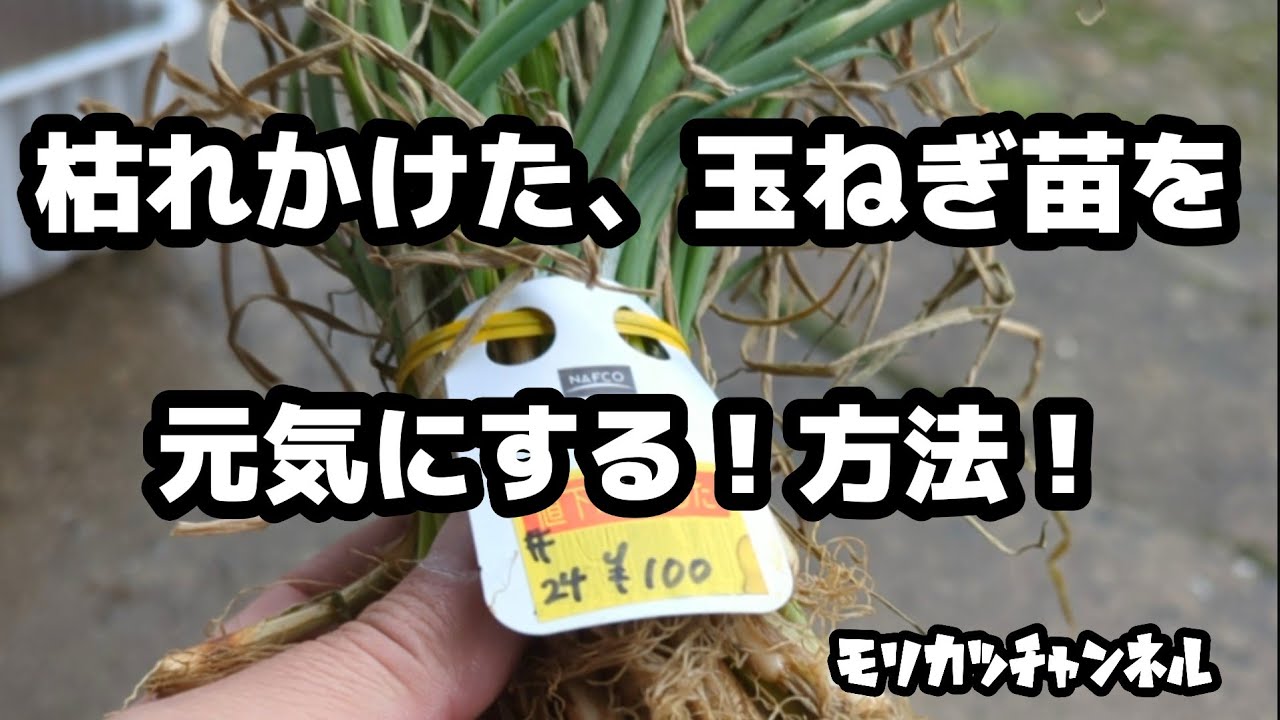 枯れかけた玉ねぎ苗！100円なので買ってみた！【家庭菜園】ひと手間