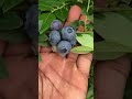 How To Keep Birds From Blueberry Bushes Shorts Gardening Garden 