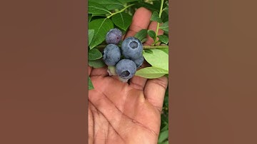 How To Keep Birds from Blueberry Bushes #shorts #gardening #garden