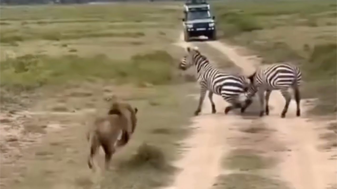 Zebra Sacrifices His Own To Lions