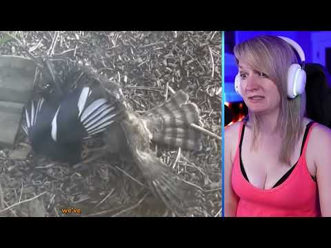 15 Merciless Hawk Hunting Moments Caught On Camera Part 1 | Pets House