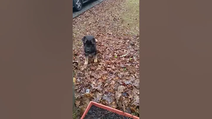 Badger Barking