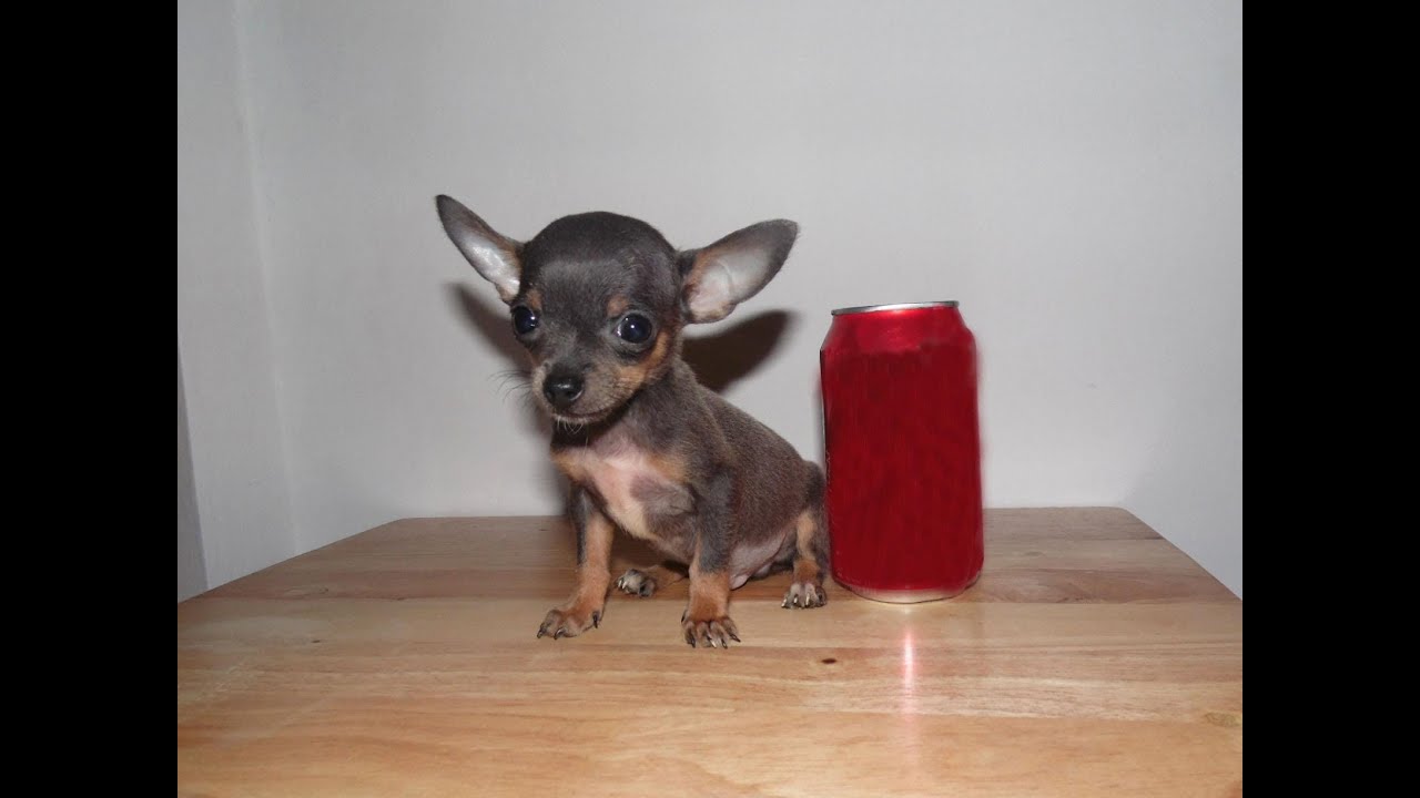 Venta de Chihuahua Mini Toy Azul Tacita Bolsillo