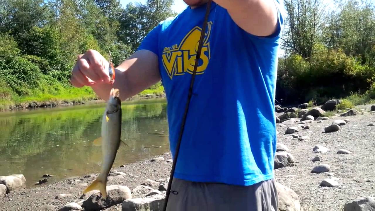 BC Northern Pike Minnow Fishing - (Sep.7/2014) - YouTube