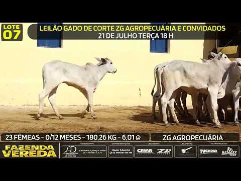 Lote 07 - 23 FÊMEAS - 0/12 M - 180,26 Kg - 6,01 @