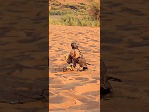 National Bird off Dubai/birds/falcons /hunting time/viral vedeo/youtube shorts/info with sagar