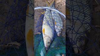 PIAPARA #pesca #riosapucai #piapara #pescaria