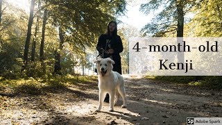 A Whole Day With A Puppy (part 2) | White Swiss Shepherd | 4 months old by Kenji The Shepherd 14,616 views 5 years ago 24 minutes