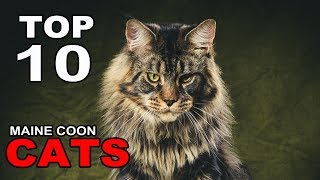TOP 10 MAINE COON CATS BREEDS