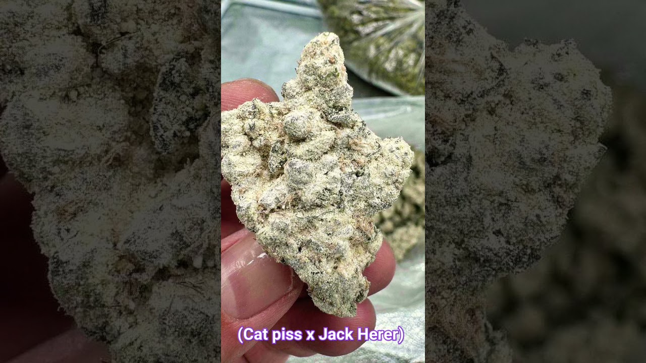 Grand Daddy Purple Genetics-Snowcap 