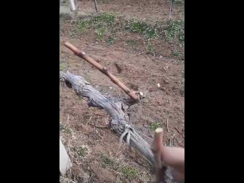 ОБРЕЗАНЫЙ ВИНОГРАД СОРТ АРКАДИЯ(НАСТЯ) - YouTube