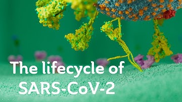 The lifecycle of SARS-CoV-2. Scientific version