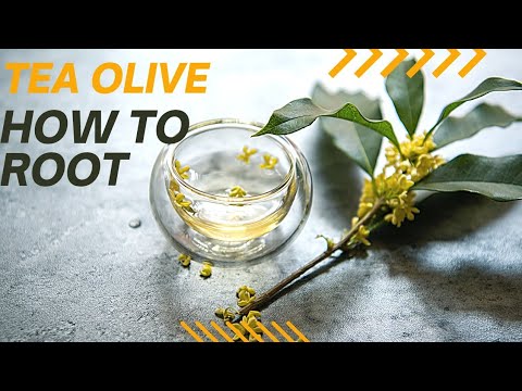 How to propagate tea olive | Using sand and a rubbermaid