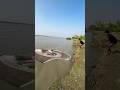River side net fishing by castnet #shorts #fishing #fishinglife #riverfishing #river #netfishing