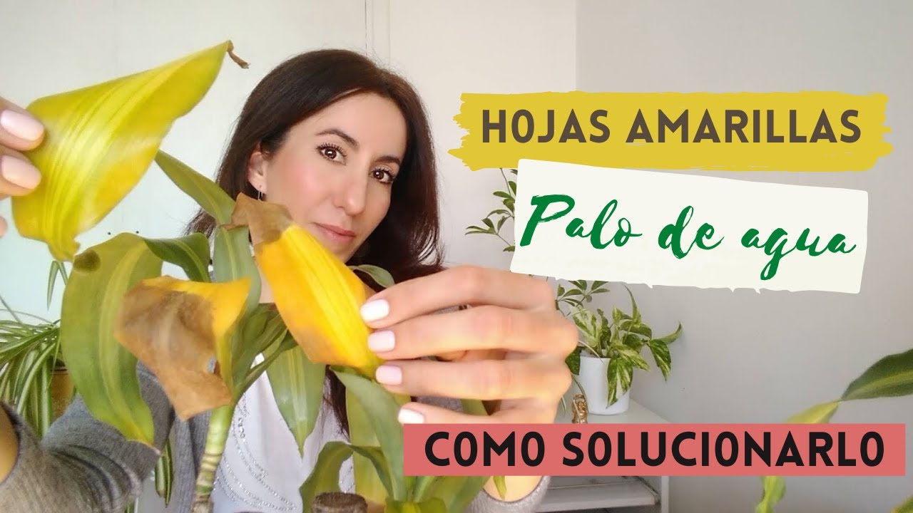 PORQUÉ SE PONEN AMARILLAS LAS HOJAS DEL PALO DE AGUA YouTube