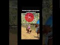 me están cazando #freefire #freefirelatam #gamer #100kvews #humor #100ksubscribers