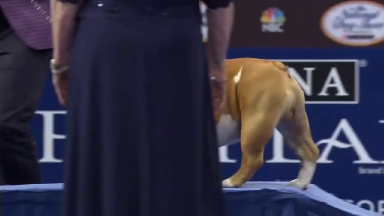 national dog show judges