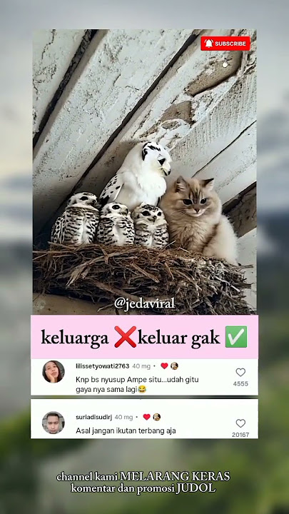 kayanya oyen nikahin janda anak 3 😅🤣 #kucing #viral #hewan #feedshorts #tranding #shortvideo