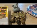 Schildkröten Enten Adventskalender - Tag 23 💚 | 🐢 Viking Turtle Olaf