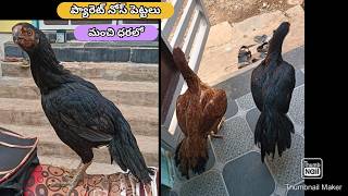 Parrot Beak Long Tail Hens | 9703154410 | Video 2974 | Rythu Market 2