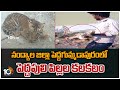 Four Tiger cubs spotted on outskirts of Nandyal village