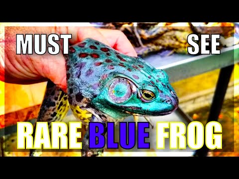MUST SEE!! Rare Blue BullFrog