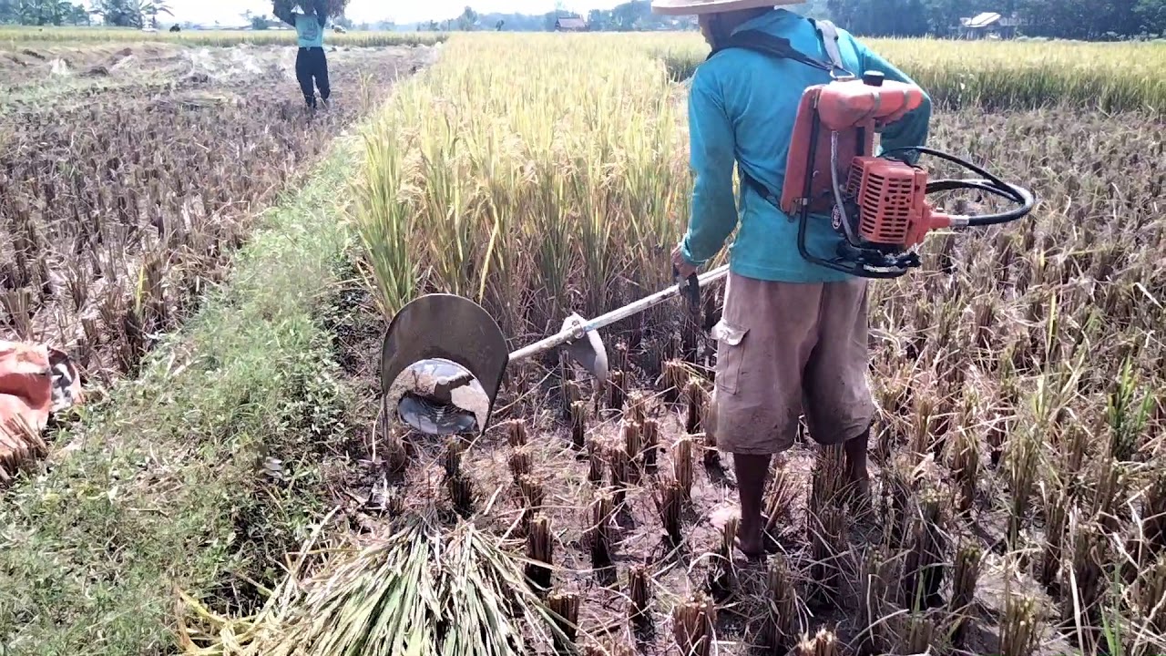 Modifikasi Mesin Potong Rumput untuk Panen Padi
