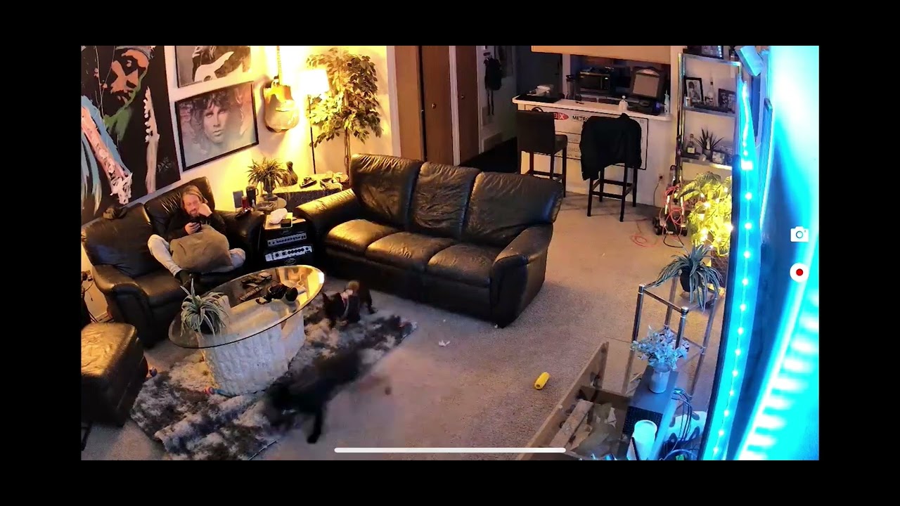 Zoomies YouTube