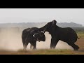 Two elephants fighting in Amboseli National Park - Part 1