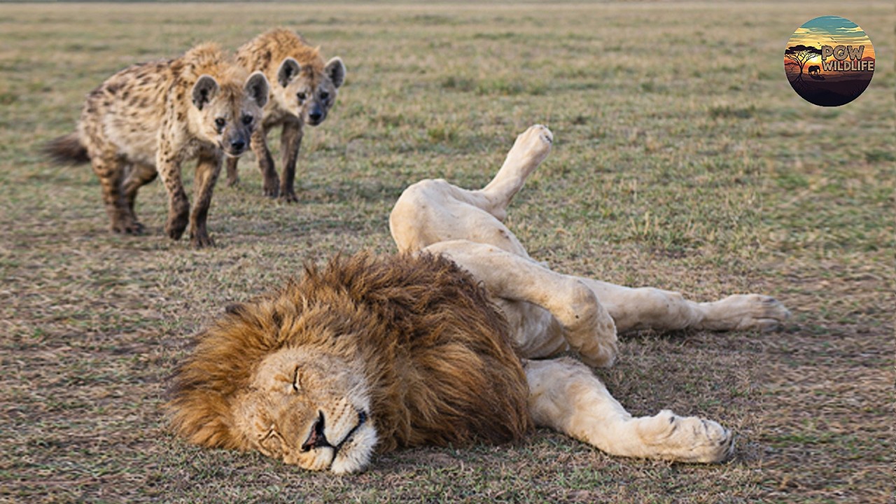 Châu Phi Hoang Dã: Khi Sư Tử “Không Săn” — Điều Gì Đang Xảy Ra? | POW - Thế Giới Động Vật