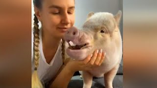 Try Not To Laugh 😍 Cute mini Pig 🐷🐽 Funny Pigs Video Compilation