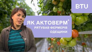 Помідорна мінуюча міль (Tuta absoluta). Чим обробляти?