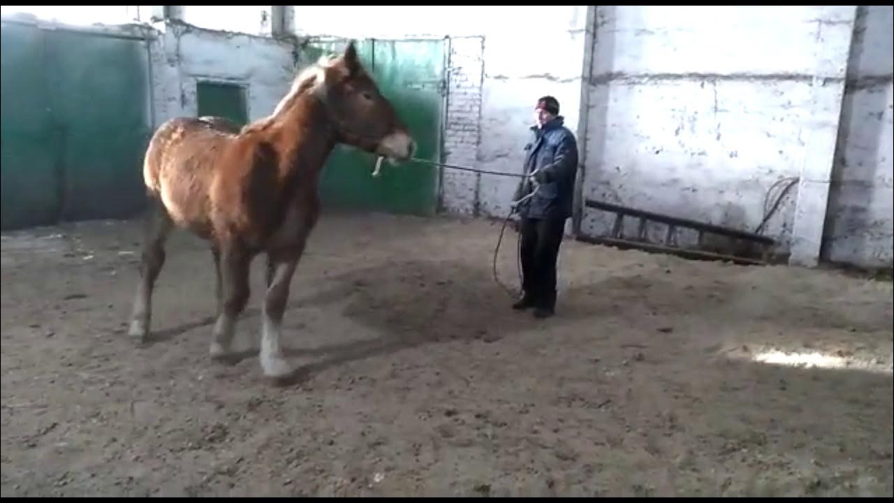 Перевозский конный завод