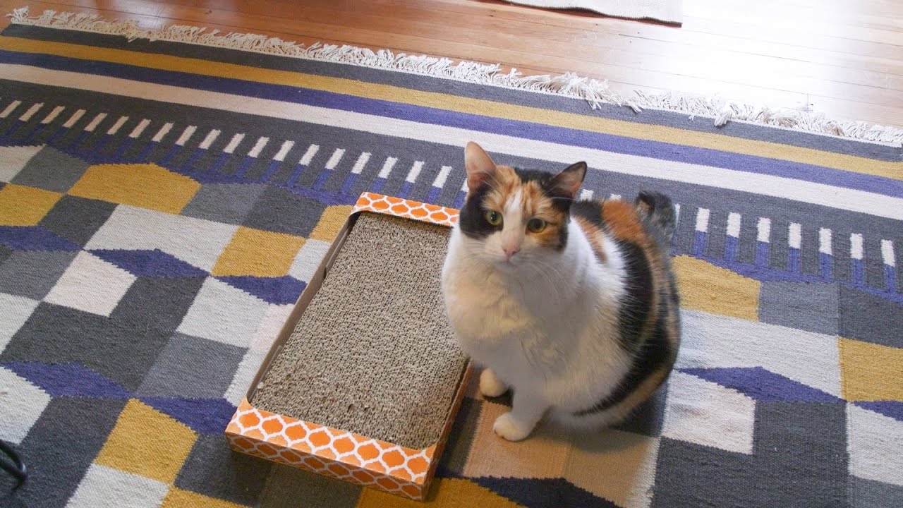 Cat Town (2023)