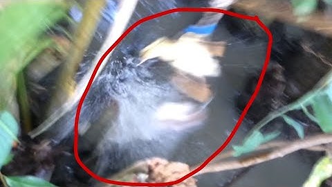 Câu cá lóc nhấp cá bằng vịt con và những pha táp hung bạo hấp dẫn, bầy khói lửa kênh trạm bơm