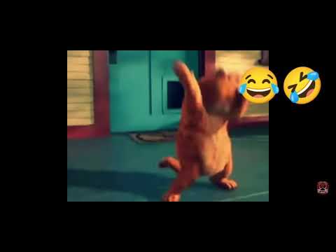 Garfield Karnıma Vurdular Karnım Ağrıyo😂😂