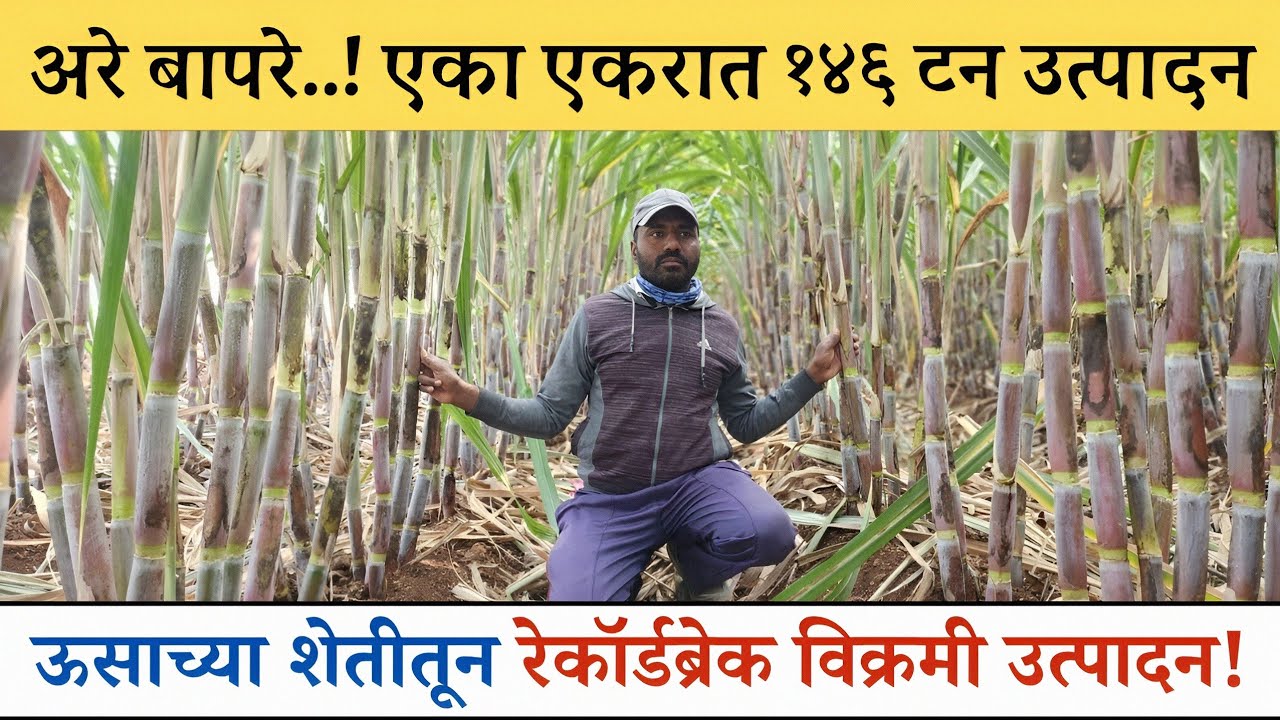 अरे बापरे.! माळरानात ऊस शेती करून एका एकरात १४६ टन रेकॉर्डब्रेक विक्रमी उत्पादन | Sugarcane farming 