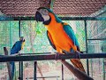 MACAW PARROT | Blue and Gold | Kerala