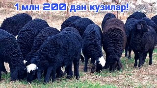 :    ! 990489595