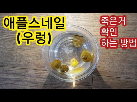 애플스네일 (달팽이) 죽은거 구분 하는 방법