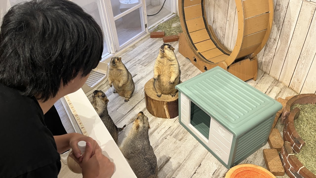 もこう、マーモットに出会う