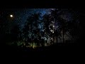 free , Night, nature, palm trees, sky, stars Hd