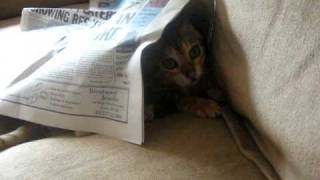 Kitten attacks newspaper! (Crazy bengal cat) by carameldreams 23,098 views 14 years ago 1 minute, 38 seconds