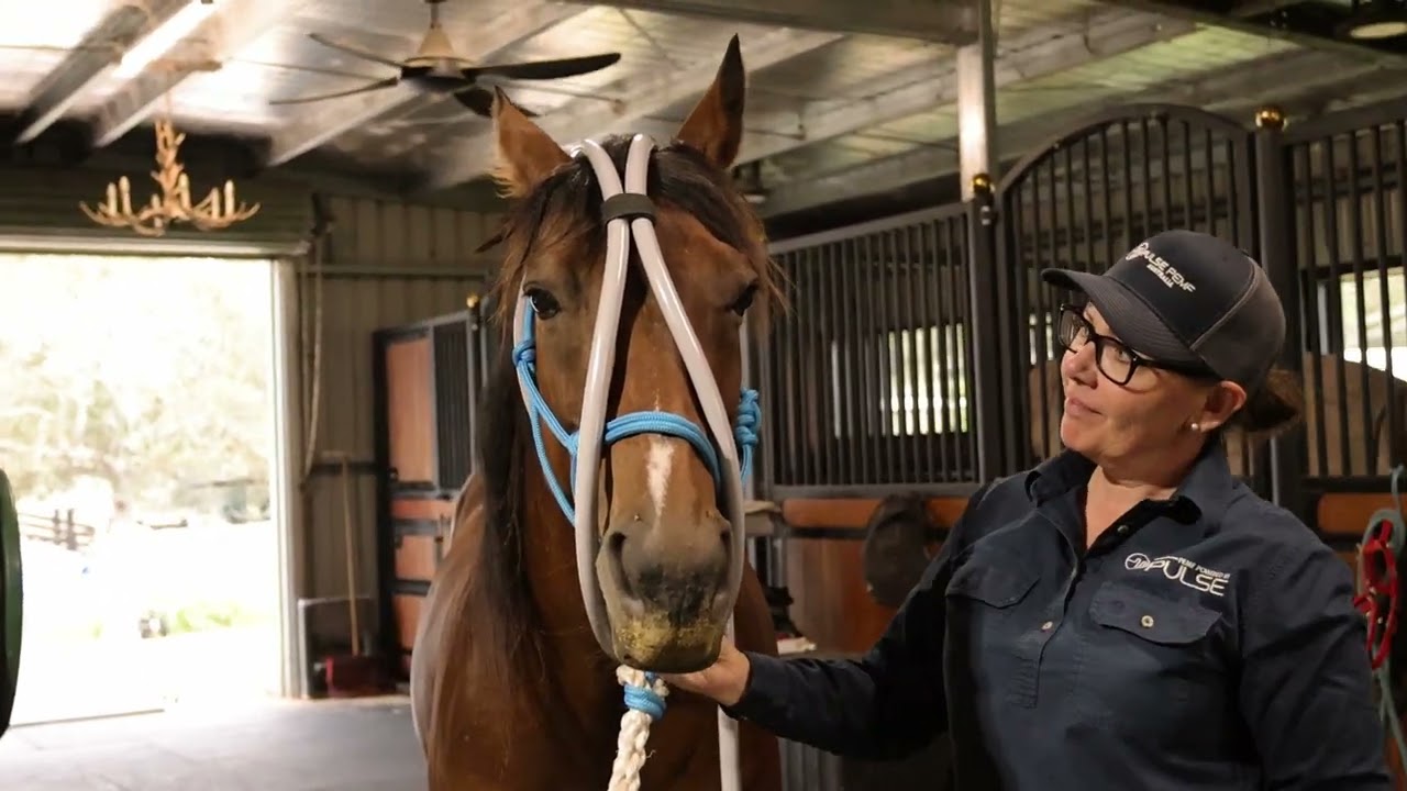Pulse PEMF Equine Loops in Action