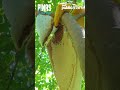 Ano nga ba ang pinagkaiba ng cultured honey sa wild honey? #shorts | Pinas Sarap